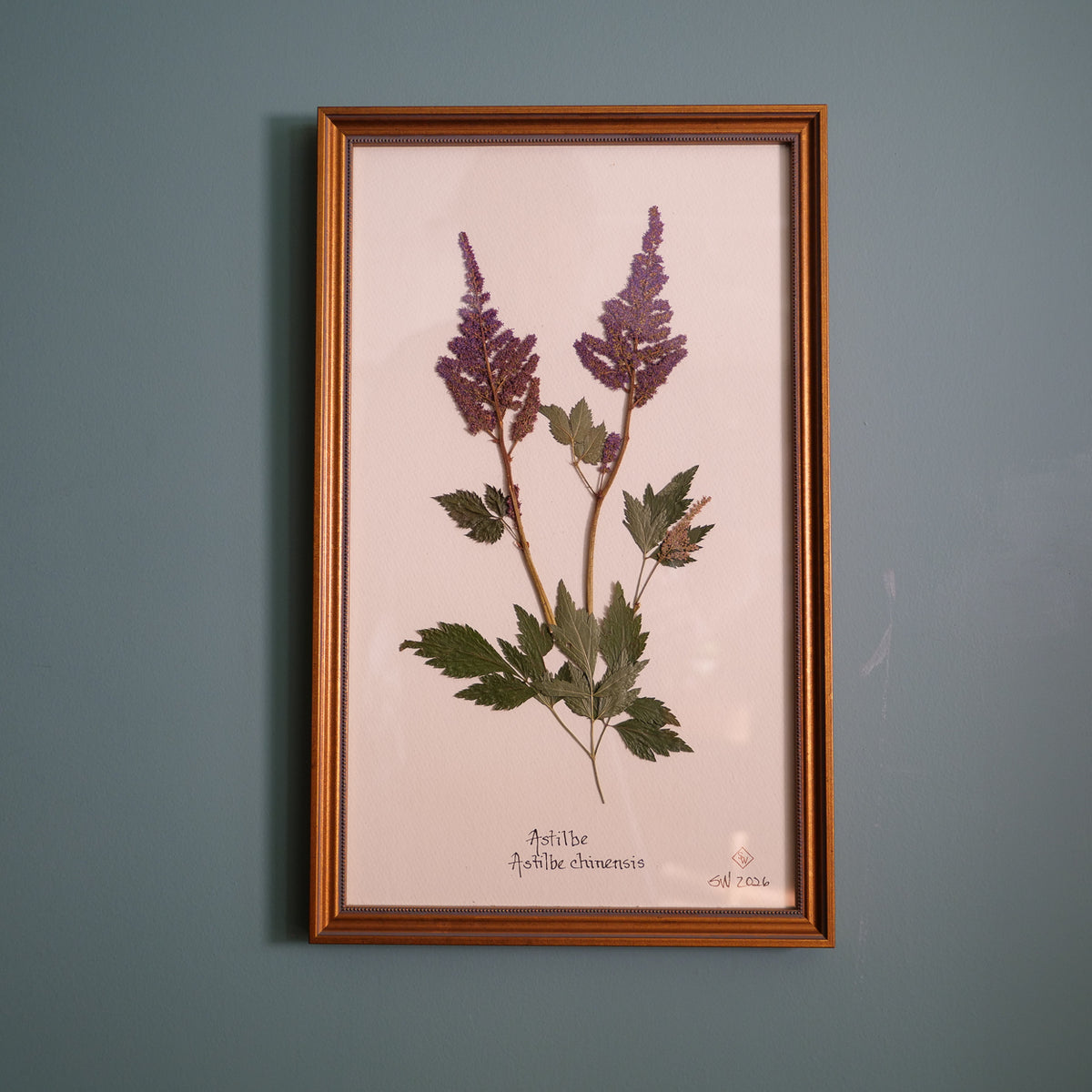 Original pressed astilbe by Sandy Whitaker, framed on a pale ground