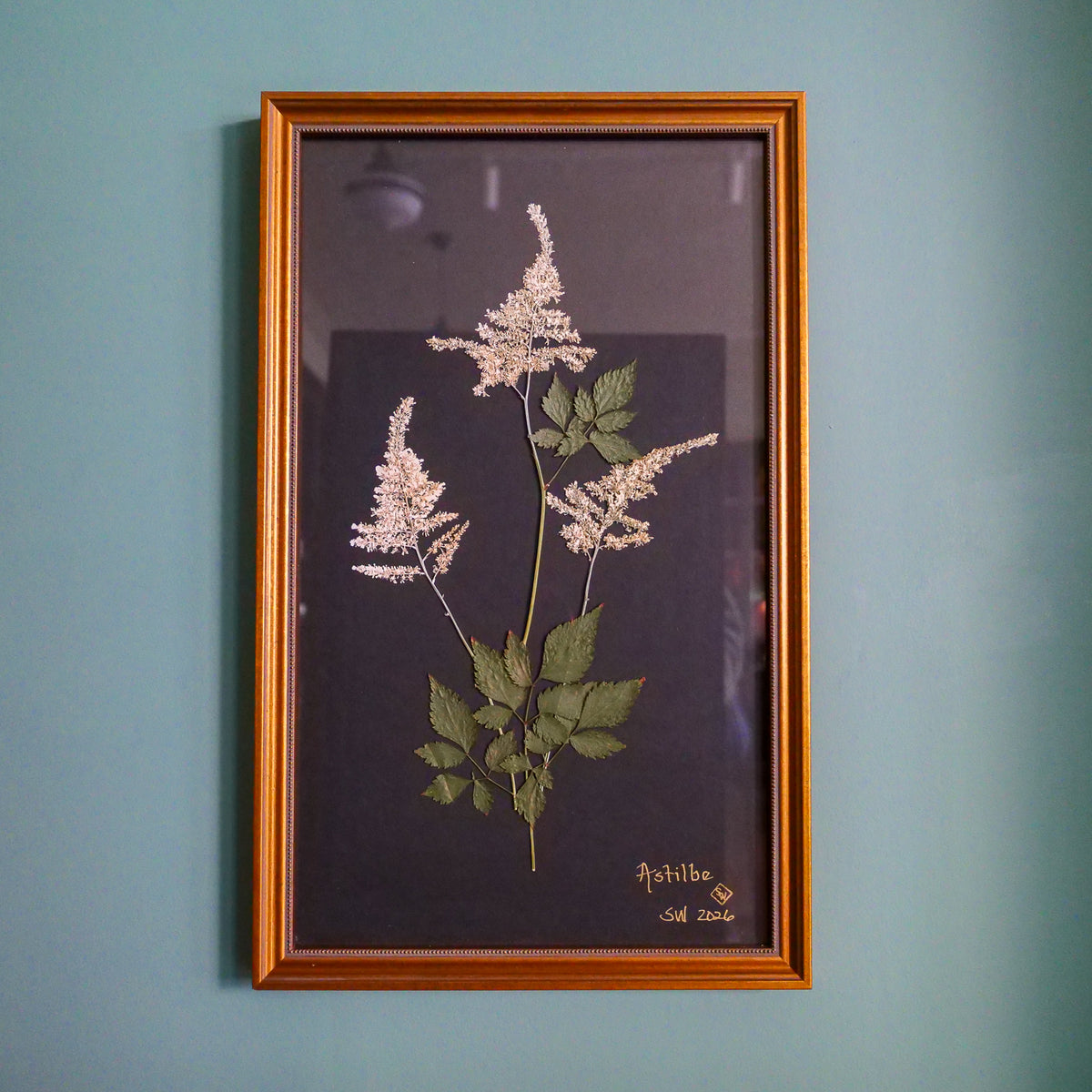 Pressed Botanical Astilbe on Black