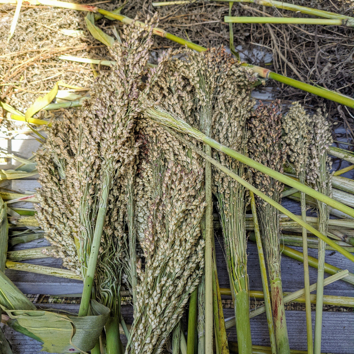 Six acres of broomcorn
