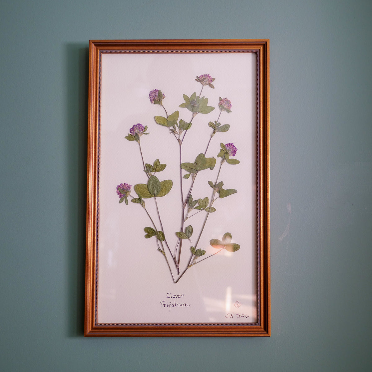 Original pressed clover by Sandy Whitaker, framed on a pale ground