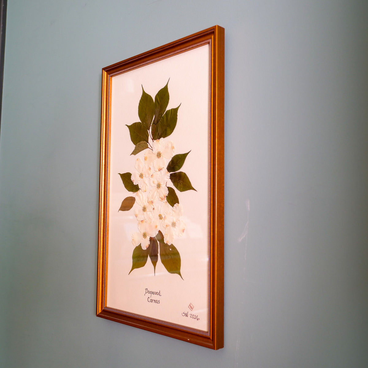 Dogwood Pressed Botanical