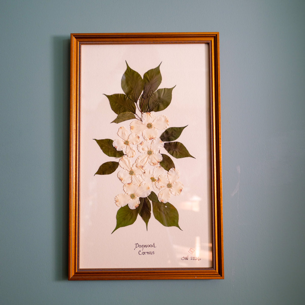 Original pressed dogwood by Sandy Whitaker, framed on a pale ground