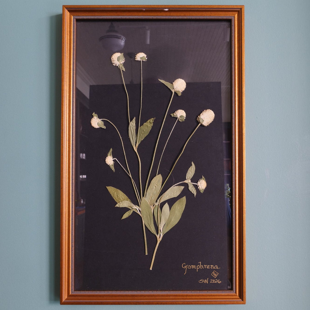 Pressed Botanical Gomphrena on Black