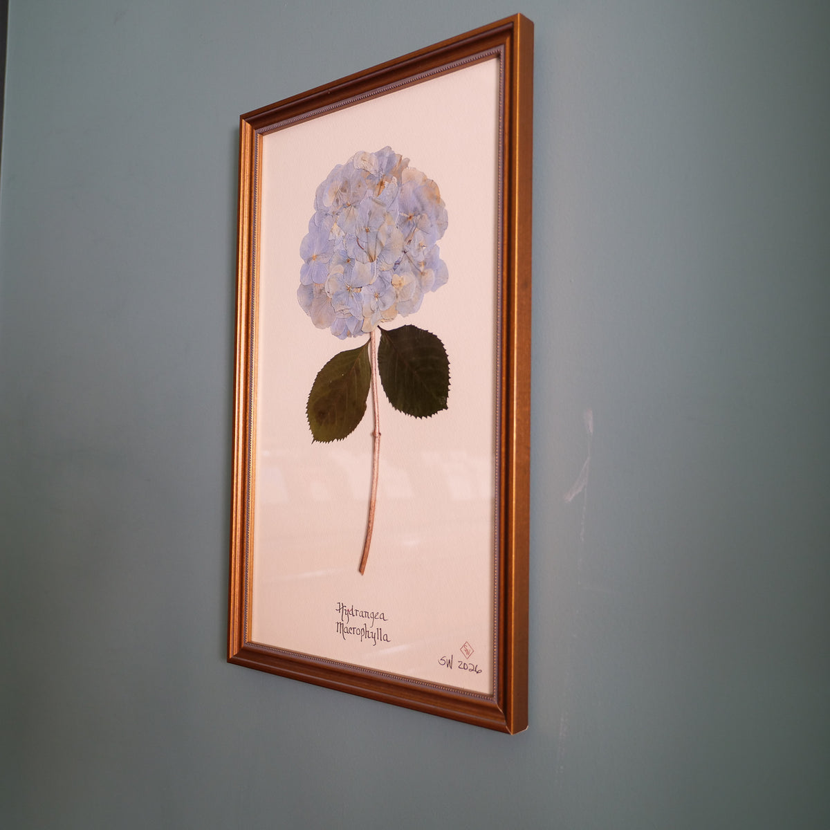 Blue Hydrangea Pressed Botanical