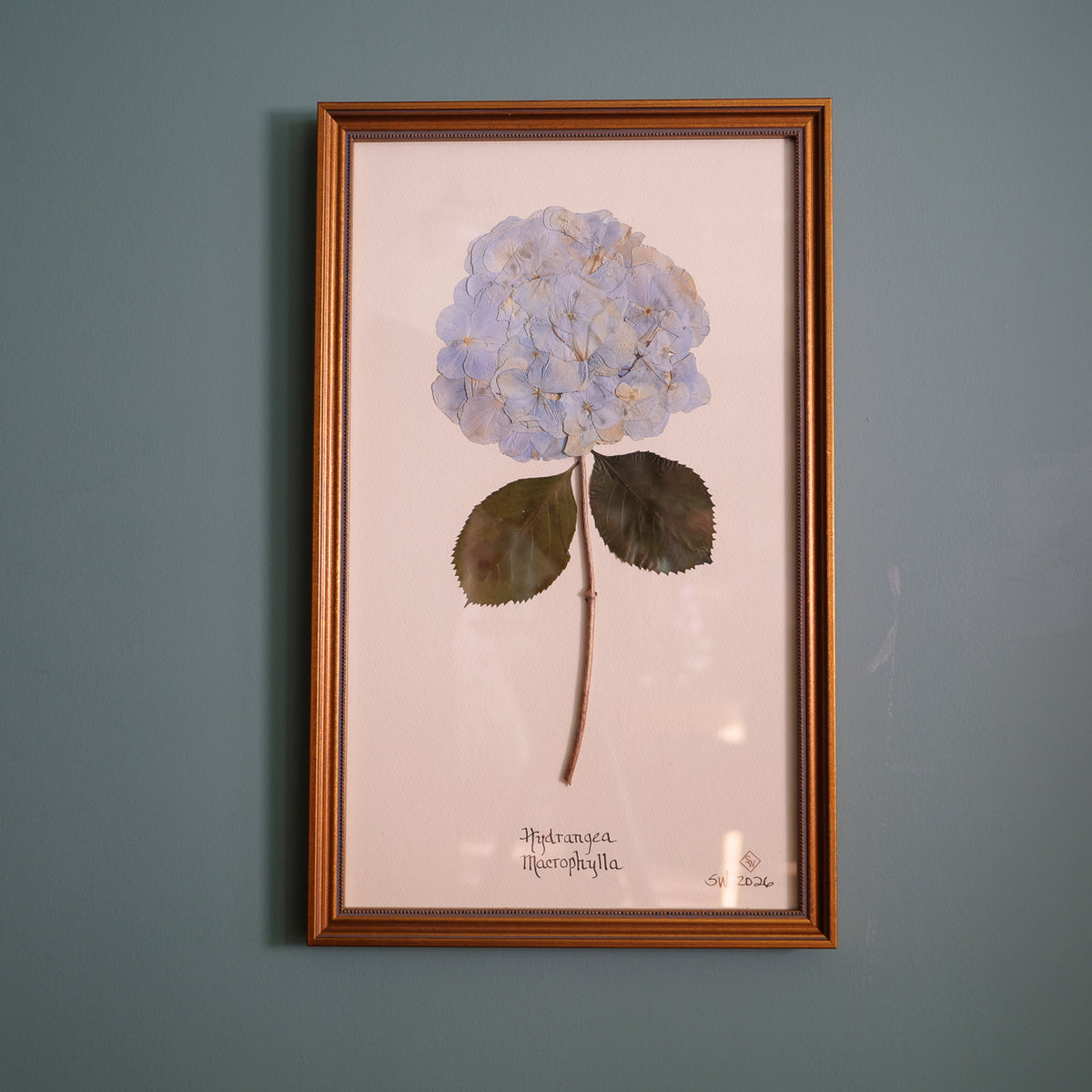 Original pressed blue hydrangea by Sandy Whitaker, framed on a pale ground