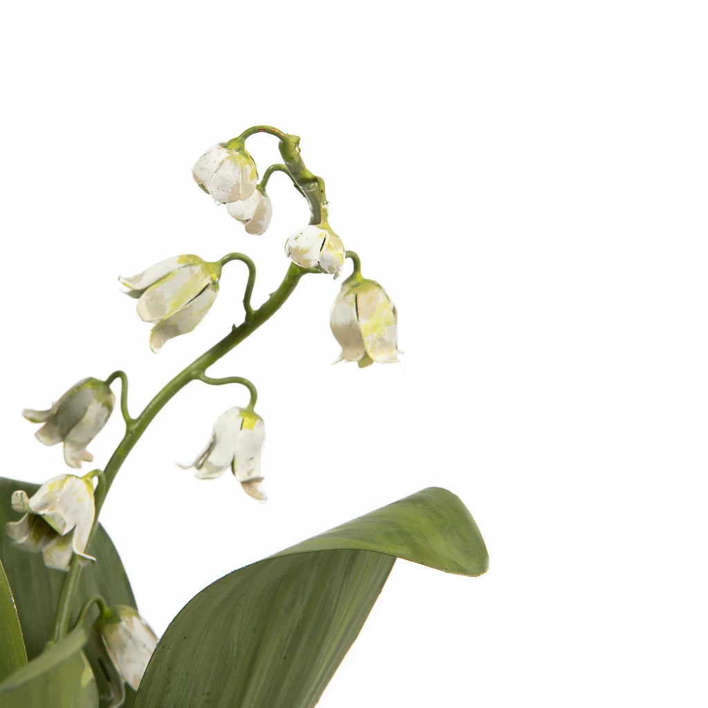 Lily of the Valley in Clay Pot