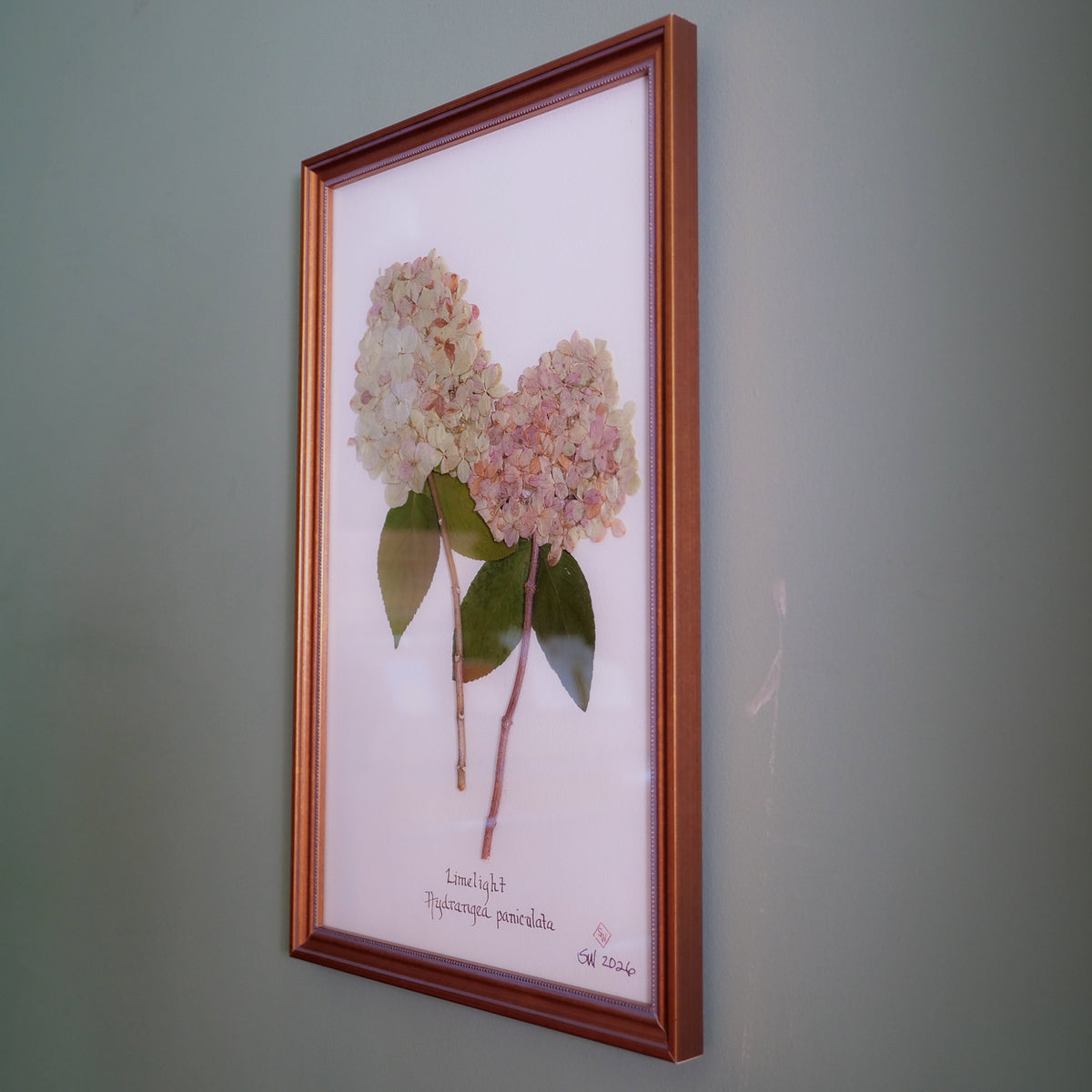Limelight Hydrangea Pressed Botanical