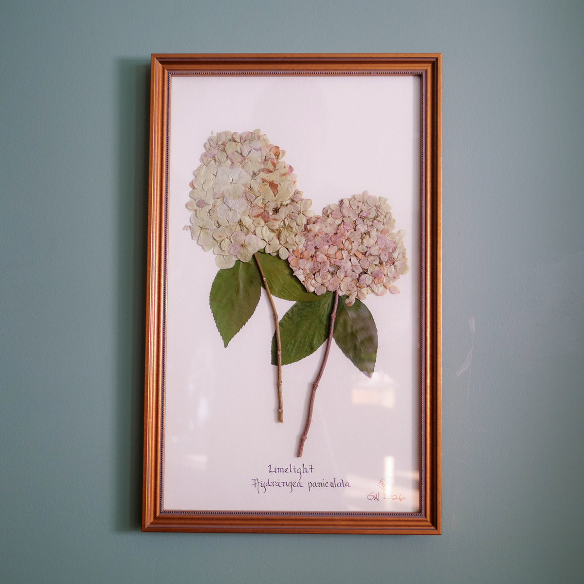 Original pressed Limelight hydrangea by Sandy Whitaker, framed on a pale ground