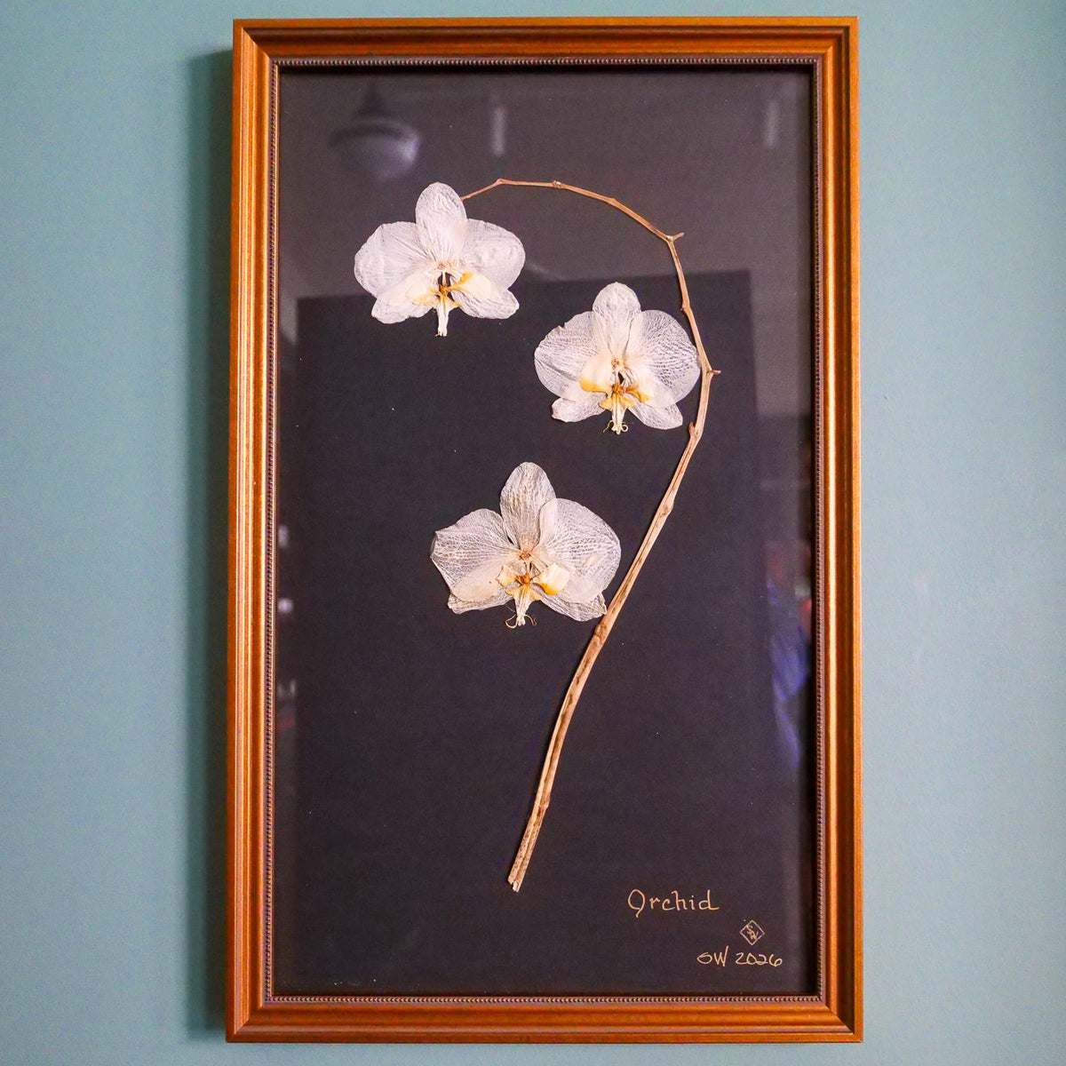 Pressed Orchid on Black Background