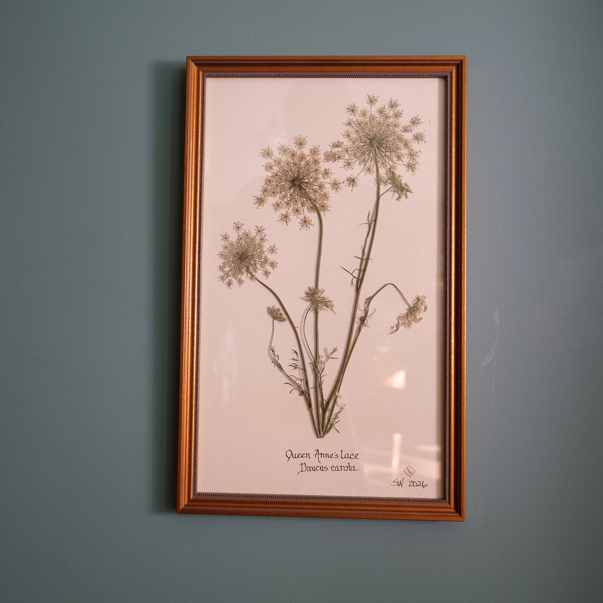 Original pressed Queen Anne's lace by Sandy Whitaker, framed on a pale ground