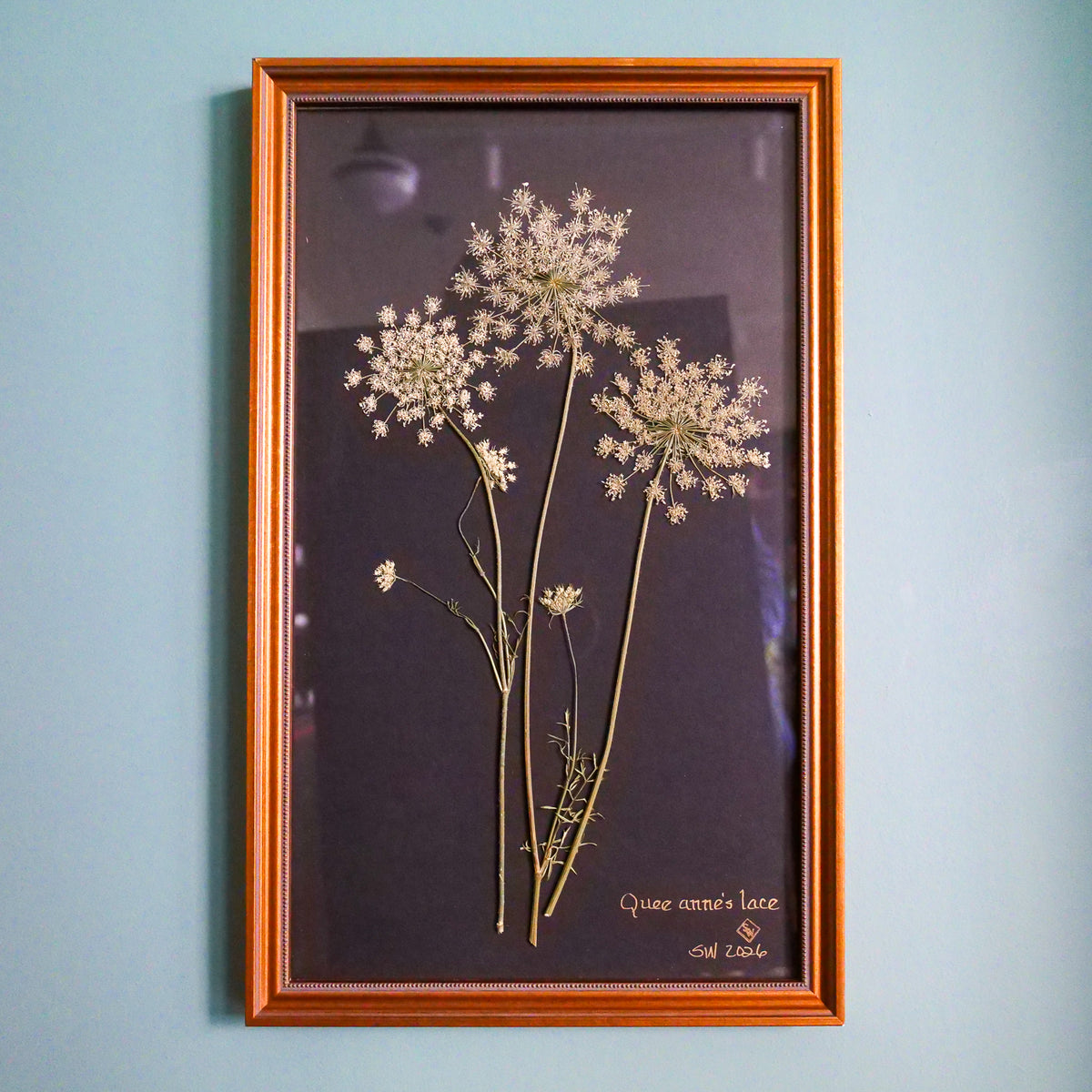 Original pressed Queen Anne's lace on black by Sandy Whitaker, three hand-arranged umbels, hand-lettered, in a warm wood frame