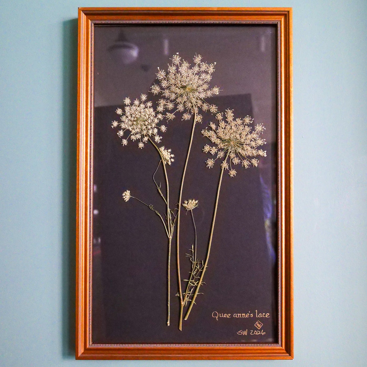 Original pressed Queen Anne's lace on black by Sandy Whitaker, three hand-arranged umbels, hand-lettered, in a warm wood frame
