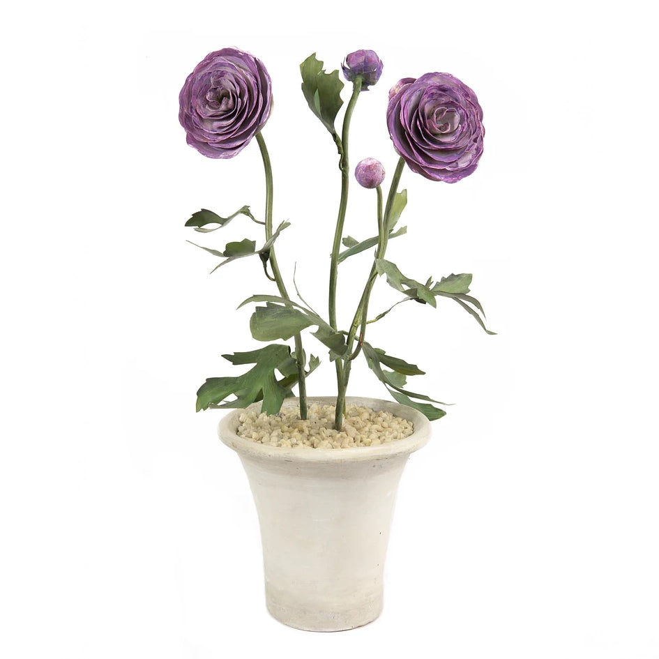 Ranunculus in Clay Pot