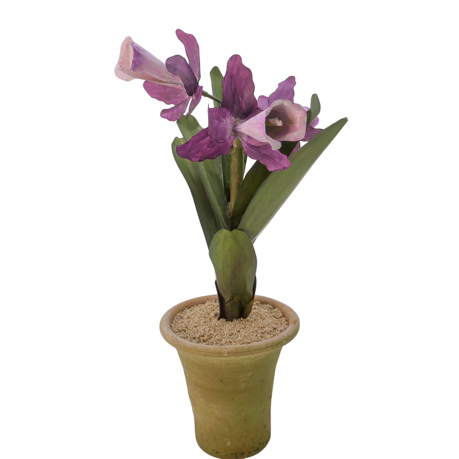 Tommy Mitchell Orchid in Pot