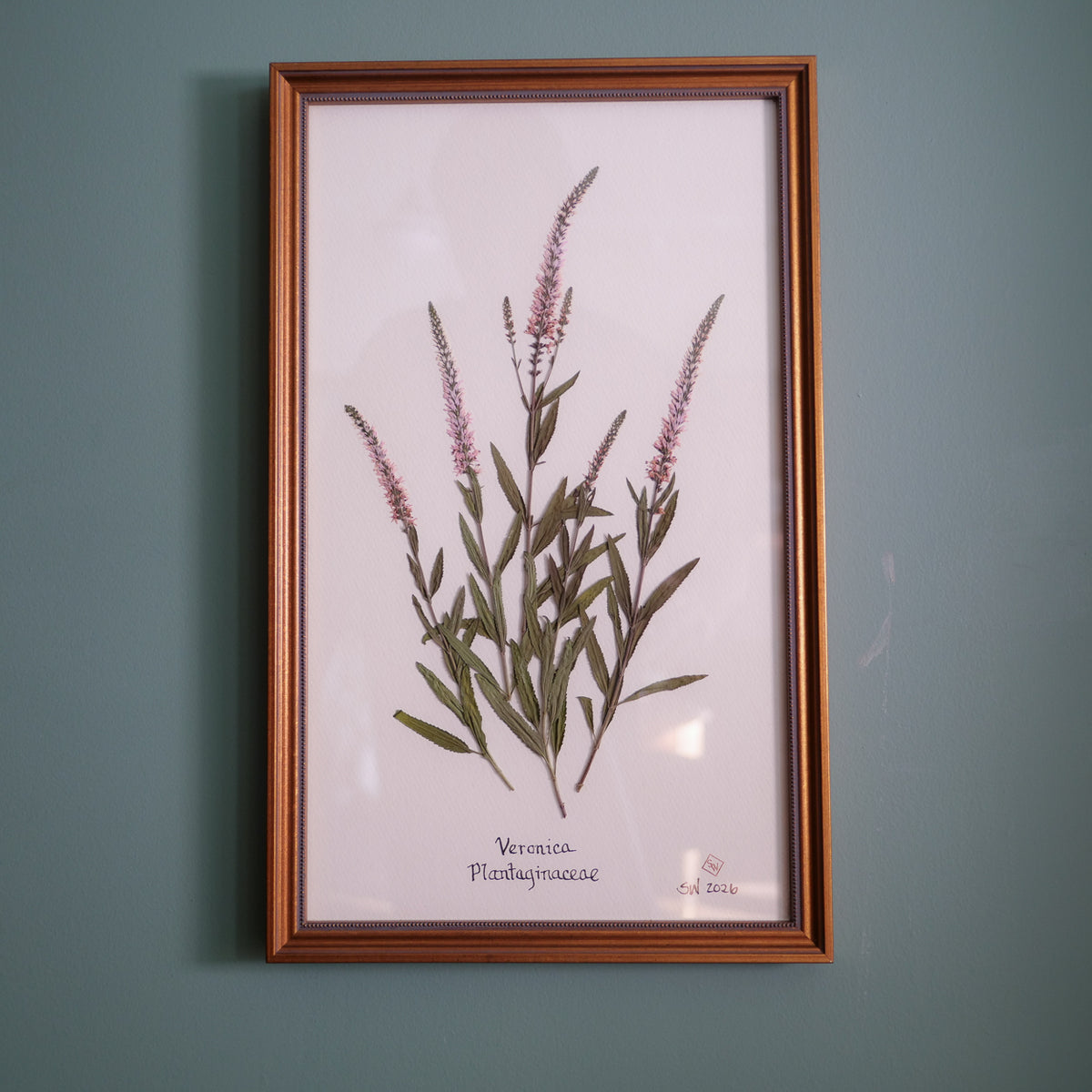 Original pressed veronica by Sandy Whitaker, framed on a pale ground