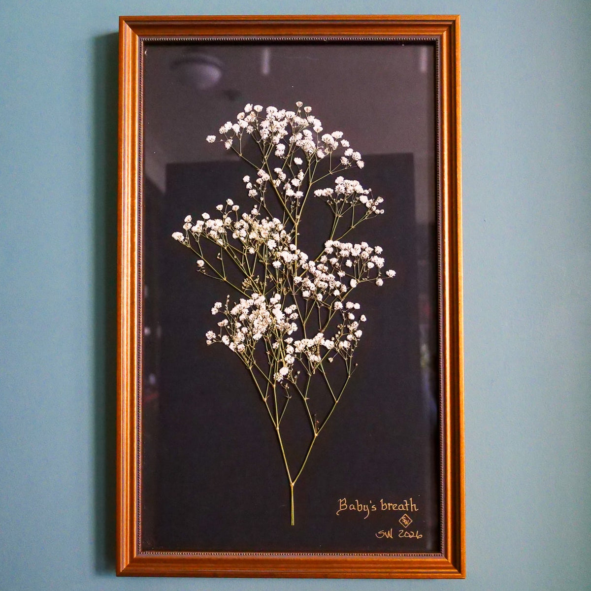 Pressed Botanical Baby's Breath on Black