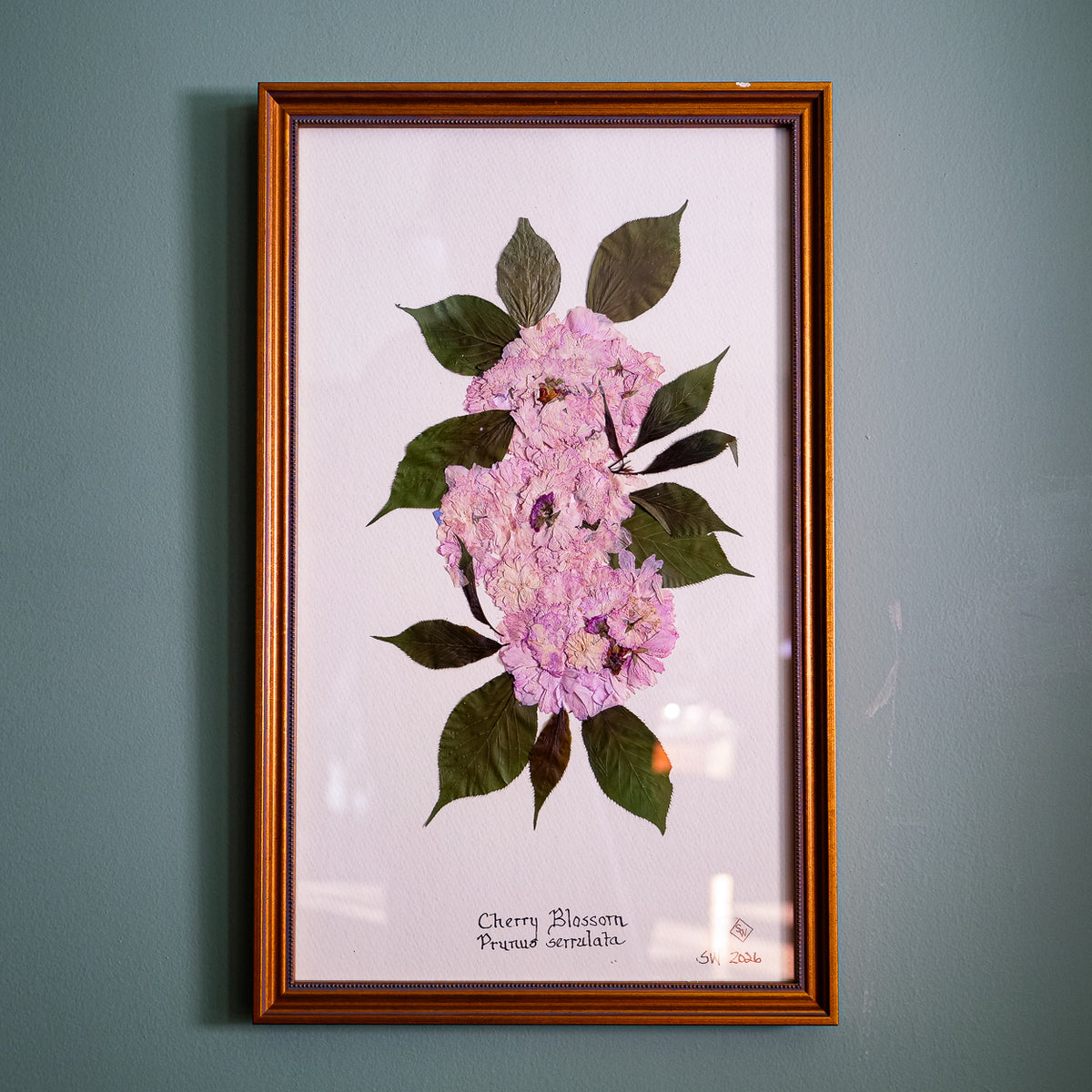 Original pressed cherry blossom by Sandy Whitaker, framed on a pale ground