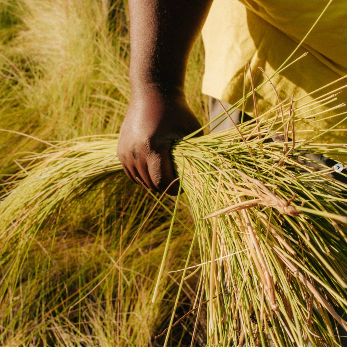 A close-up outdoor shot of a Corey Alston's hand holding a bundle of sweetgrass.