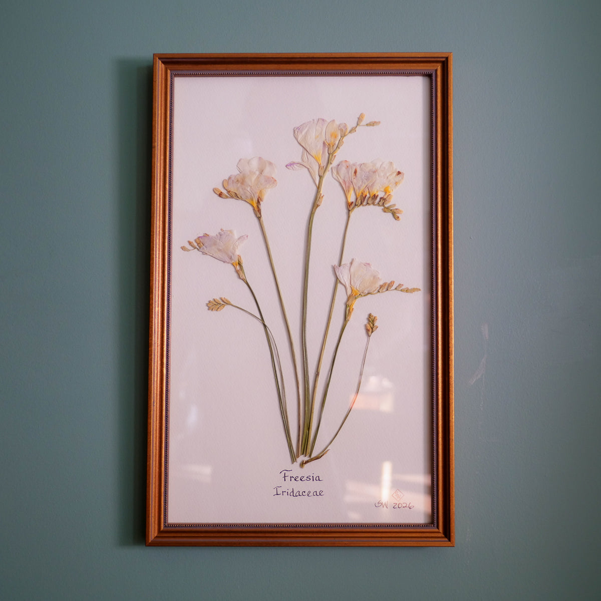 Original pressed freesia by Sandy Whitaker, framed on a pale ground