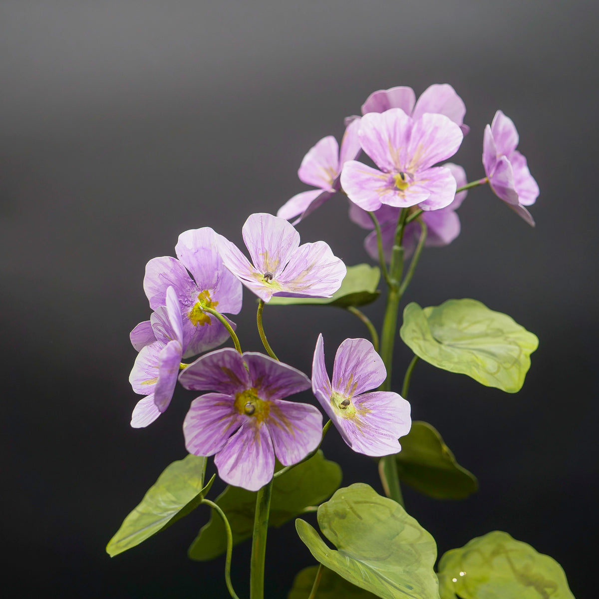 Two-Stem Geranium