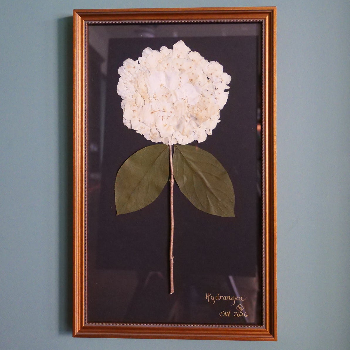 Pressed Botanical Hydrangea on Black
