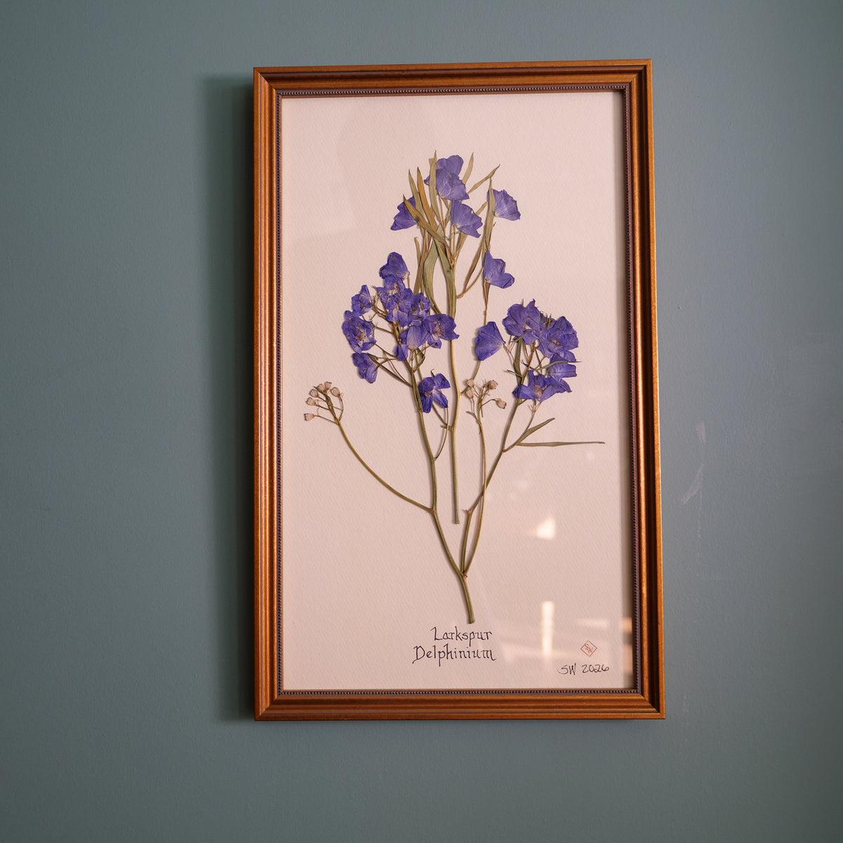 Original pressed larkspur by Sandy Whitaker, framed on a pale ground