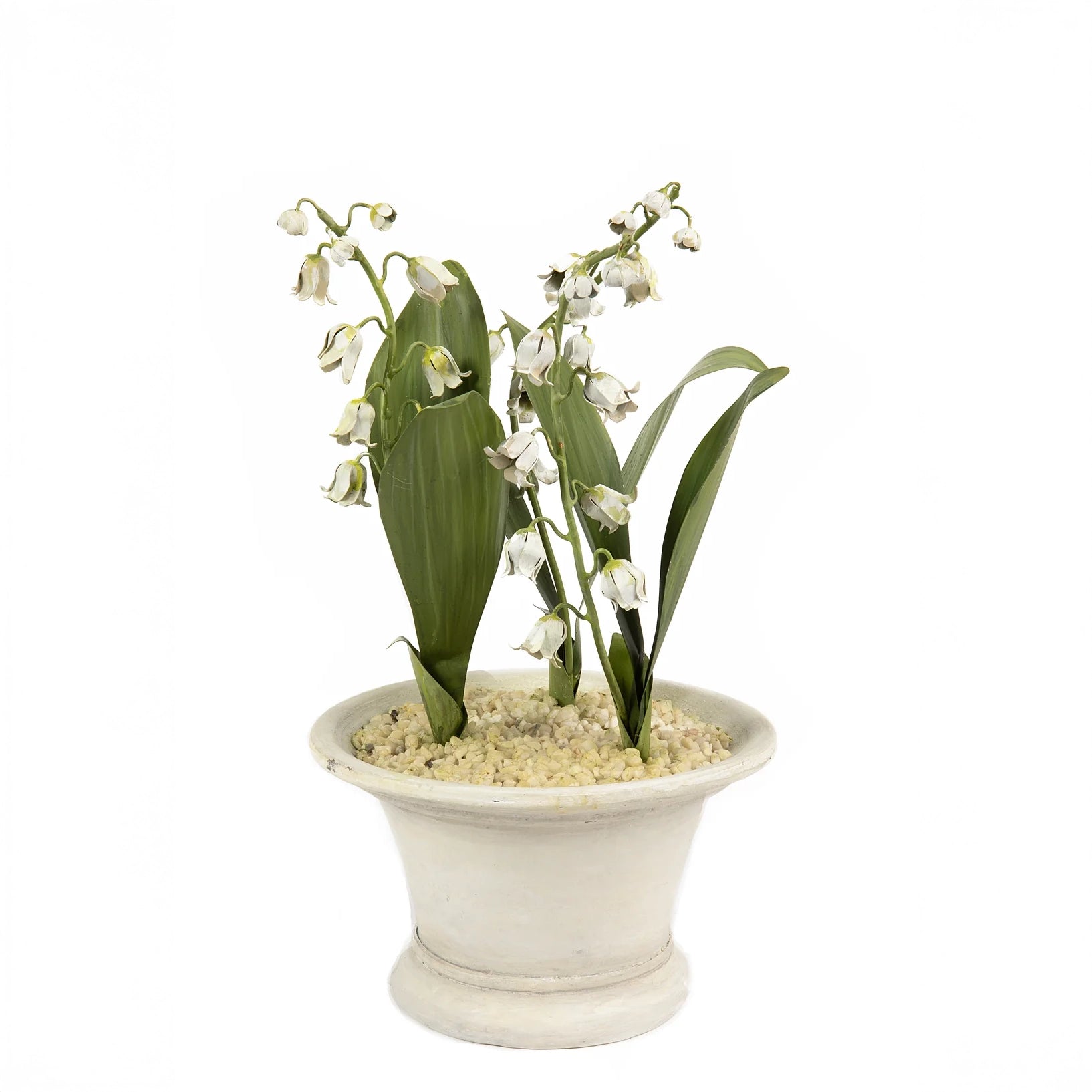 Lily of the Valley in Clay Pot