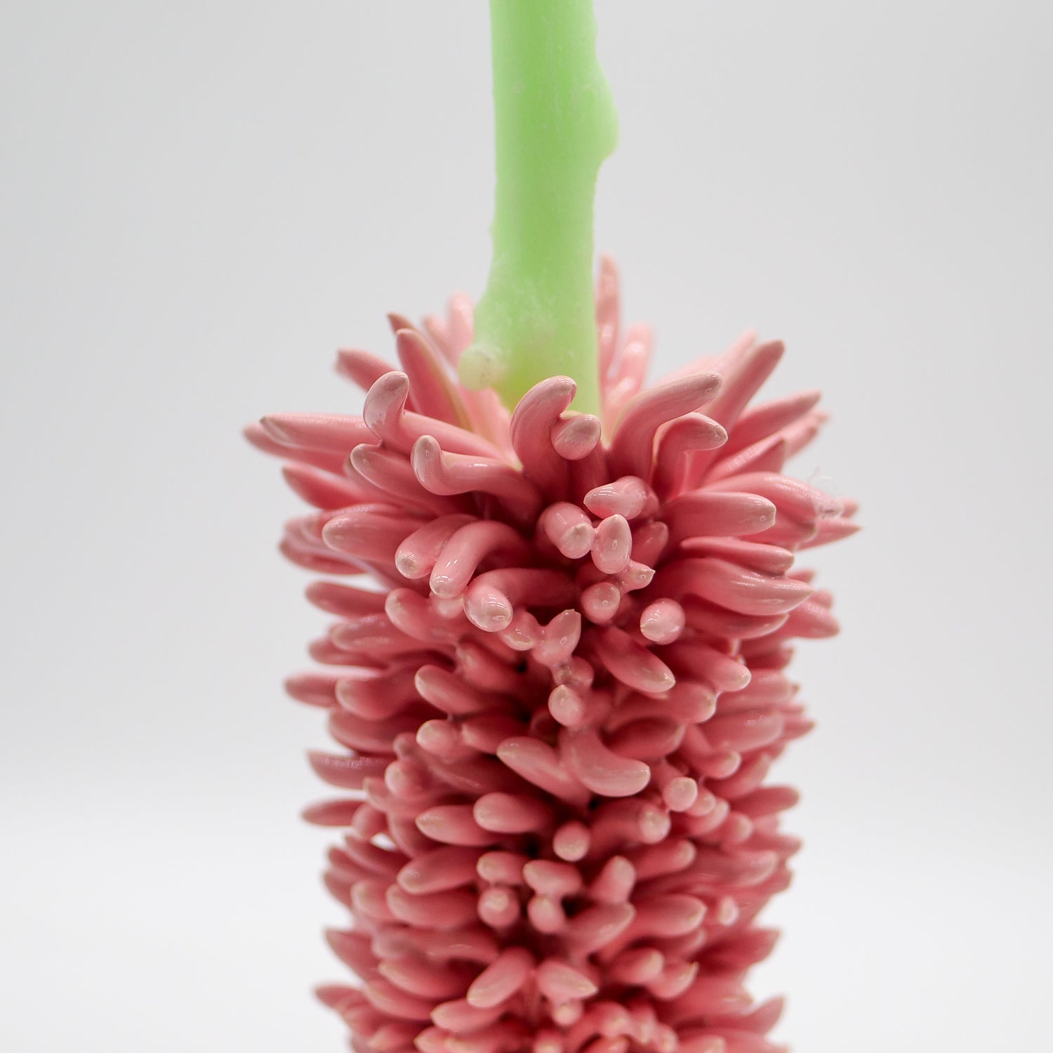 Pink Sea Anemone Candlestick