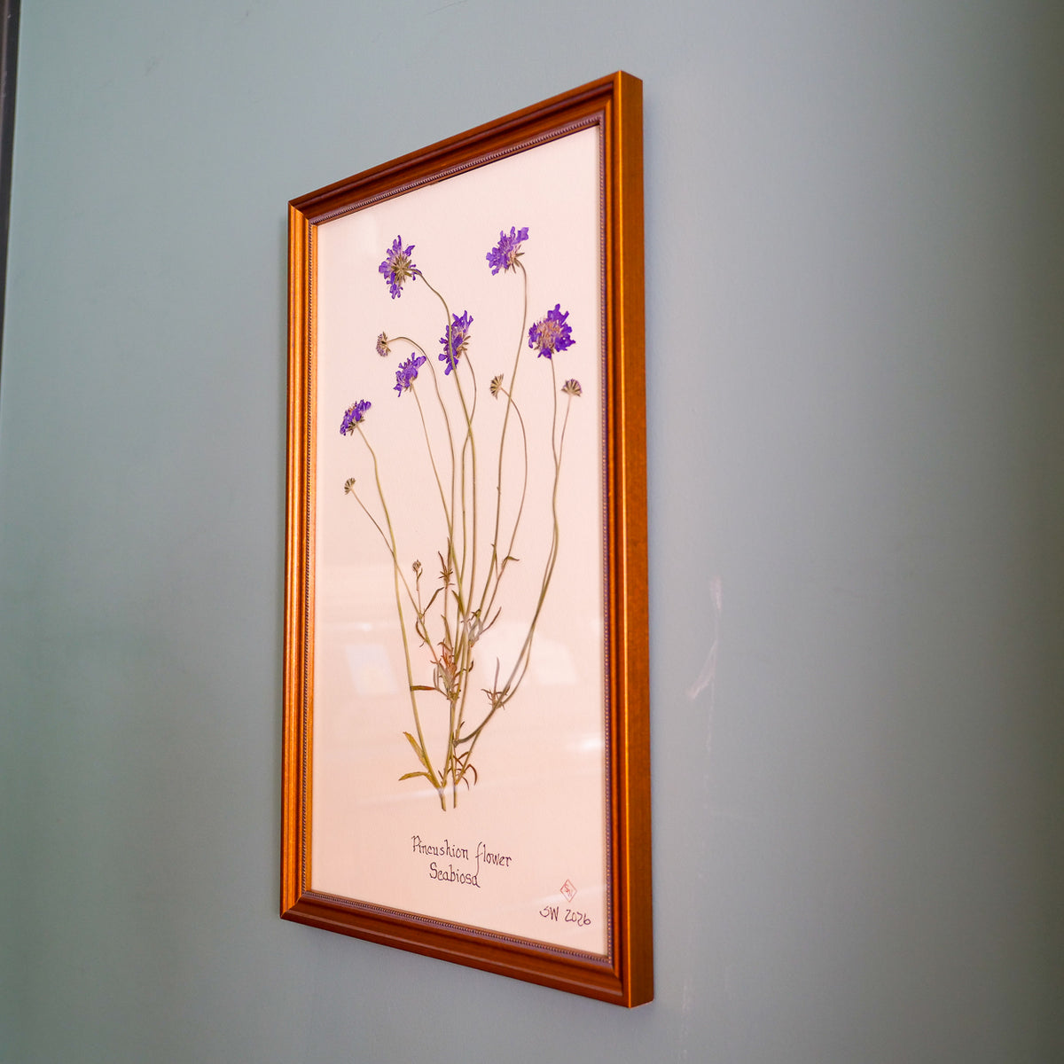 Pincushion Flower Pressed Botanical