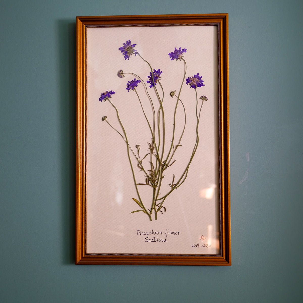 Original pressed pincushion flower by Sandy Whitaker, framed on a pale ground