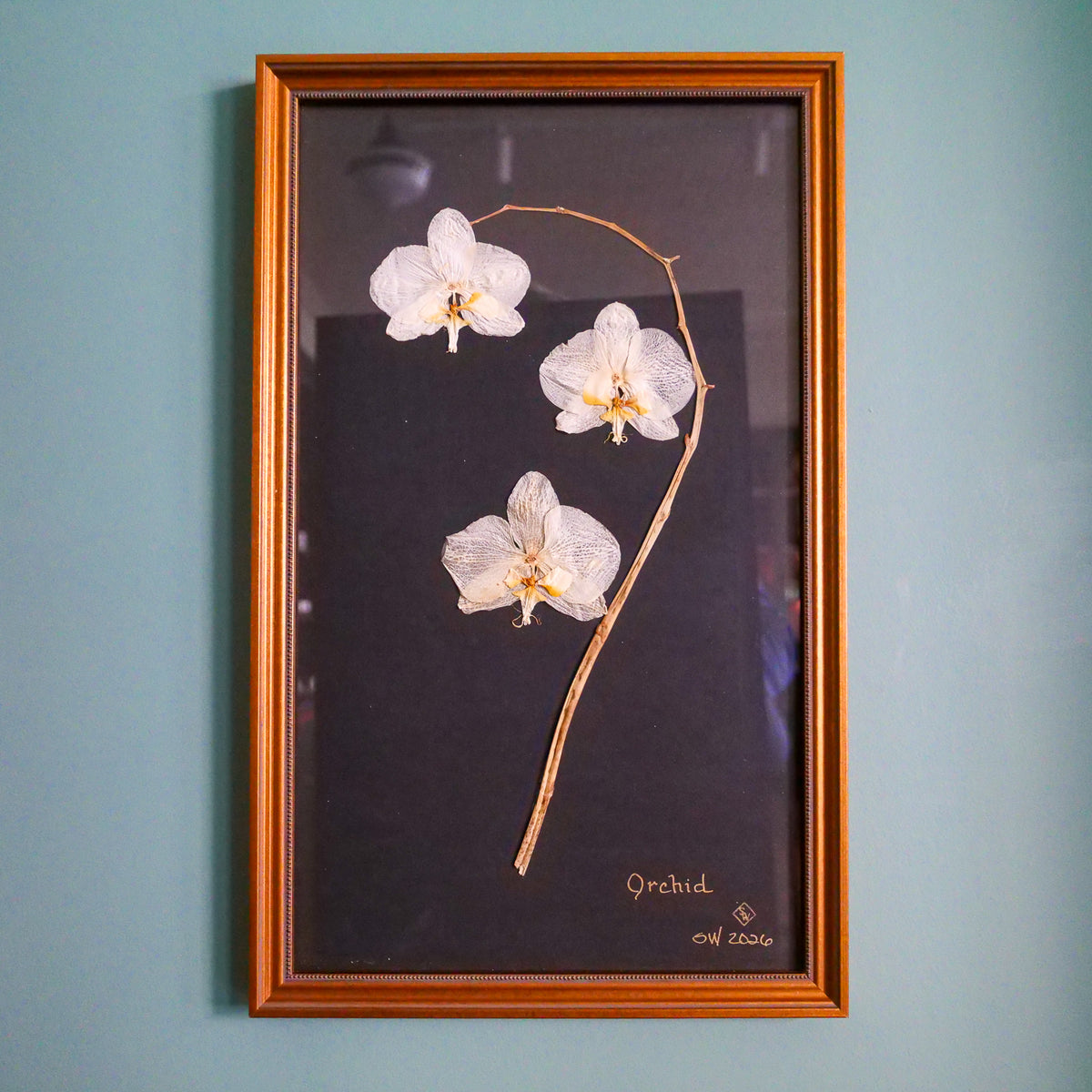 Pressed Orchid on Black Background