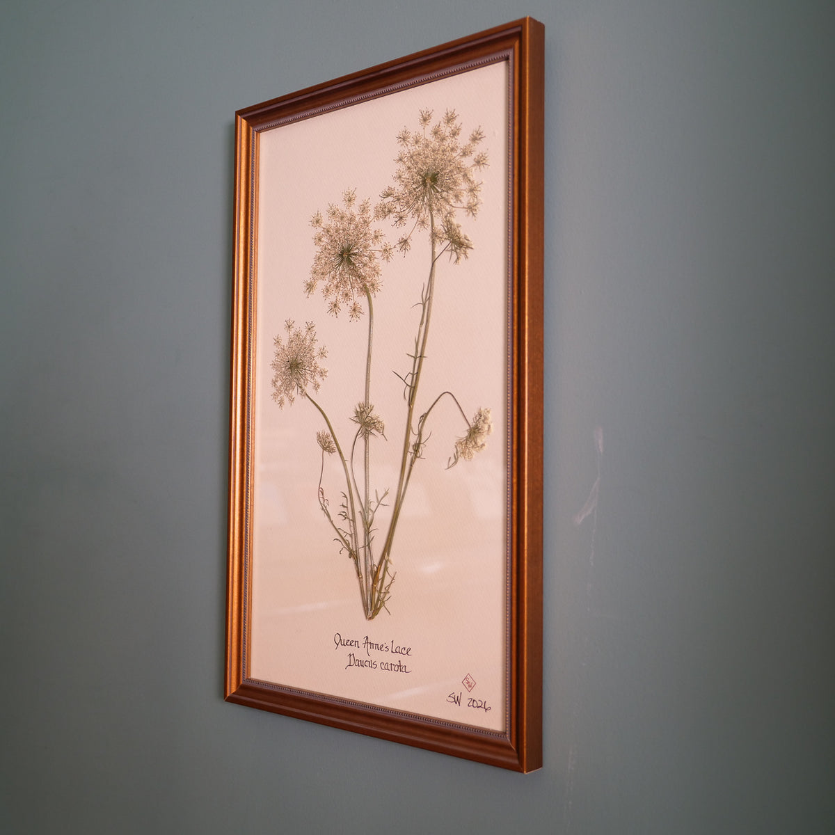 Queen Anne's Lace Pressed Botanical