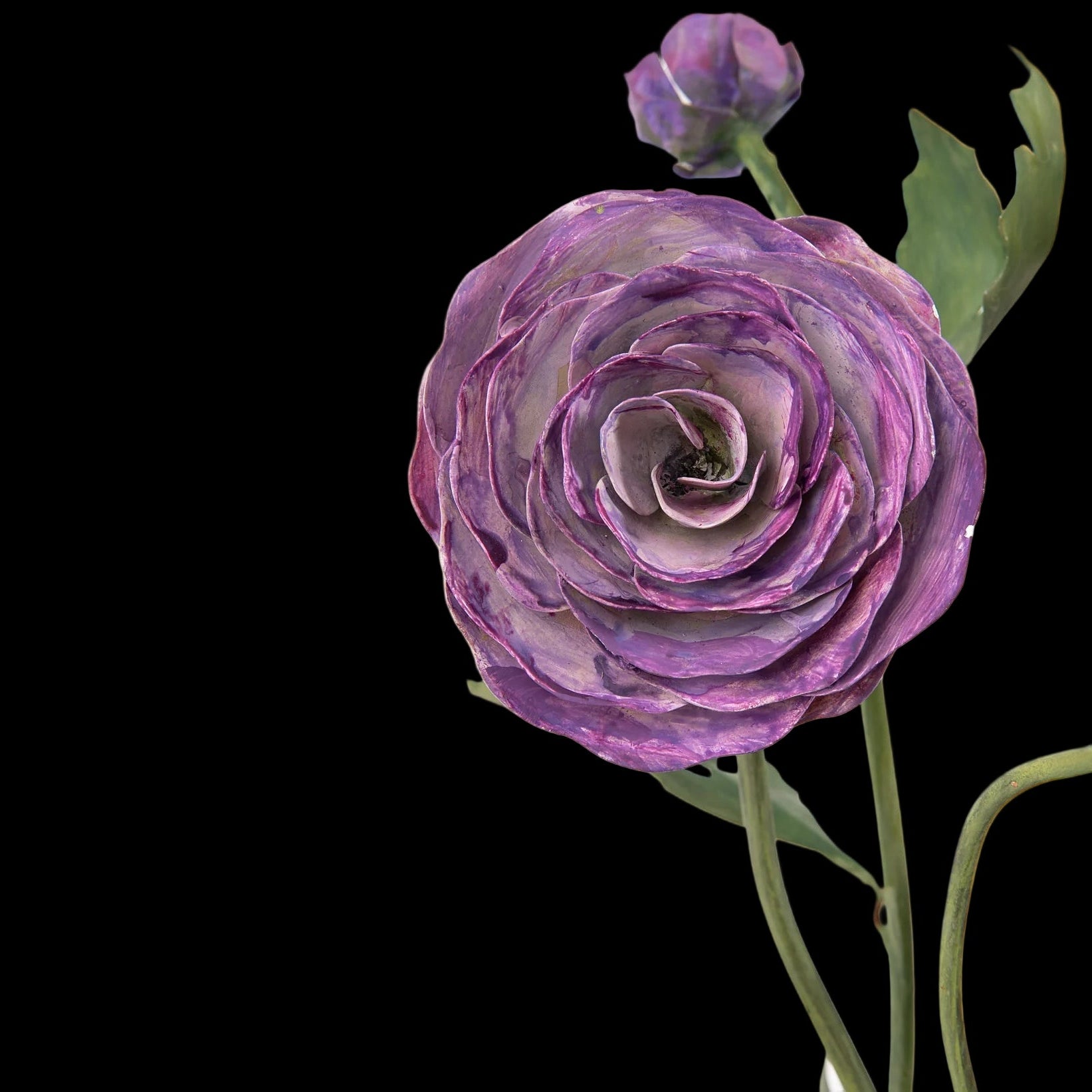 Ranunculus in Clay Pot