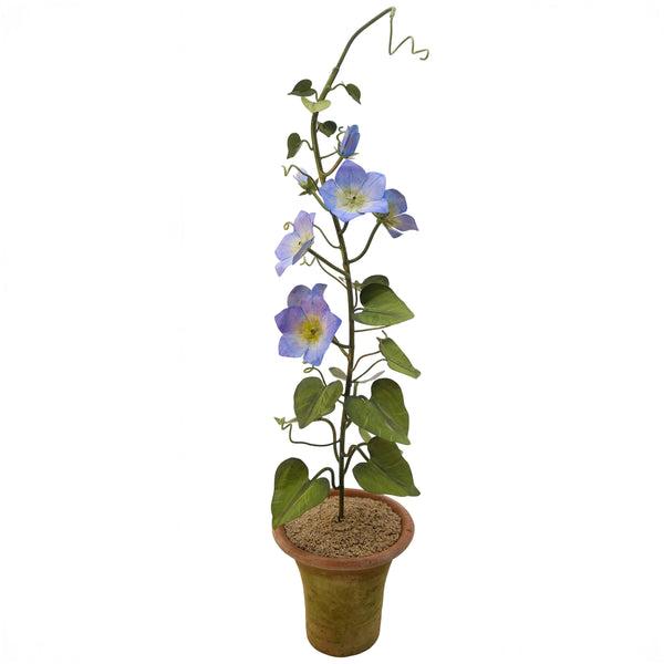 Tommy Mitchell Morning Glory in Clay Pot | Southern Crafted