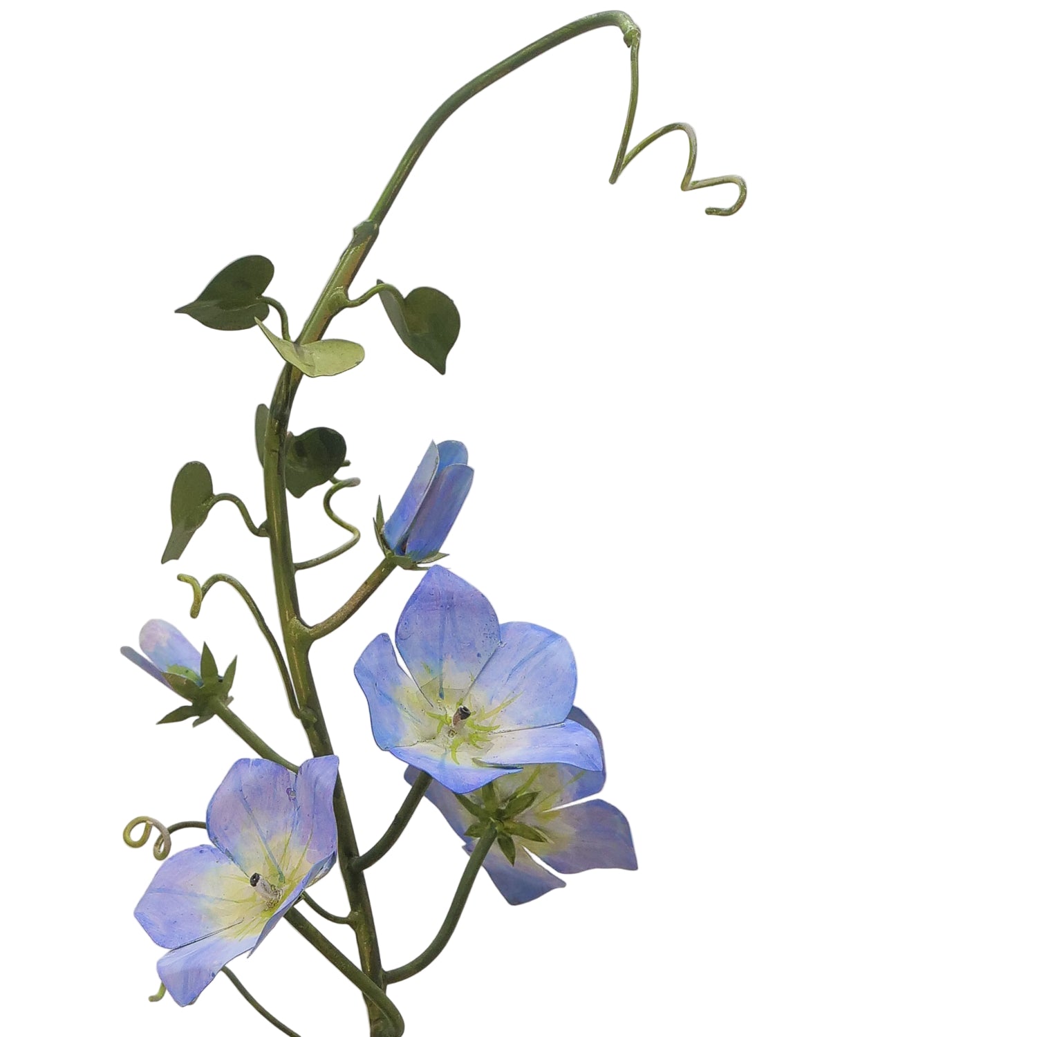 Tommy Mitchell Morning Glory